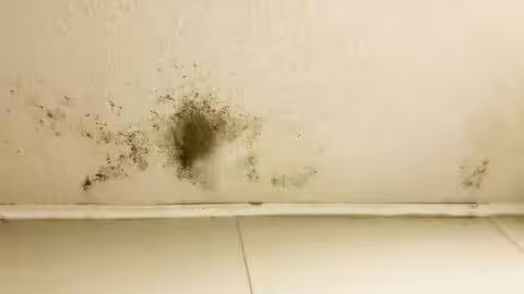 Featured image for “Is Black Mold Making You Sick?”