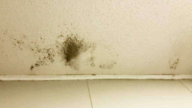 Featured image for “Is Black Mold Making You Sick?”