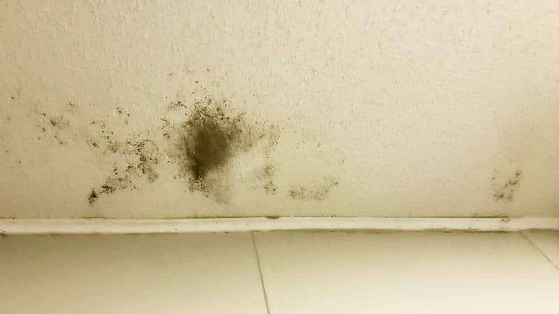Is Black Mold Making You Sick?