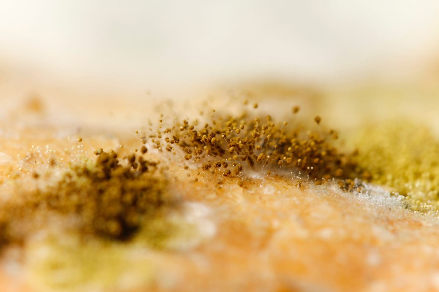 How to Prevent Mold From Growing In Your Home After Water Damage