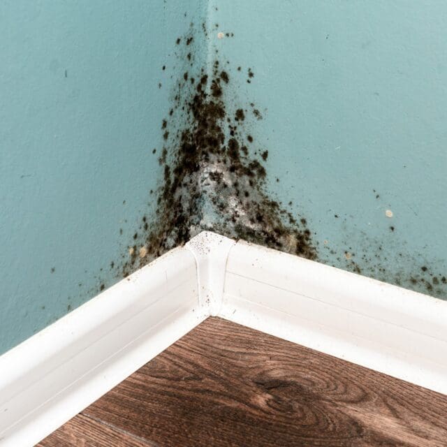 Featured image for “Should I Buy a House with Mold?”