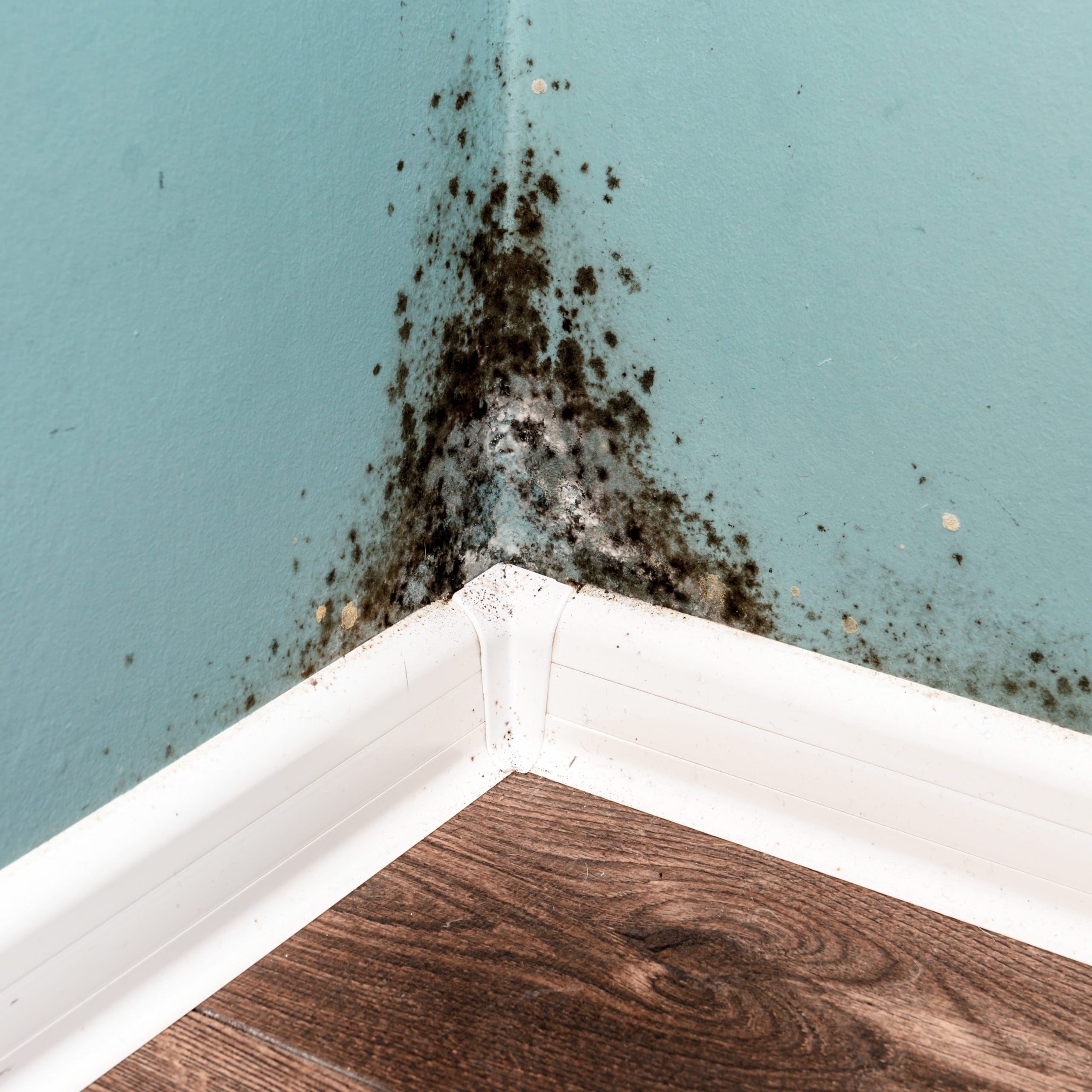 Should I Buy a House with Mold?